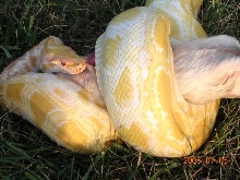 Willy eating