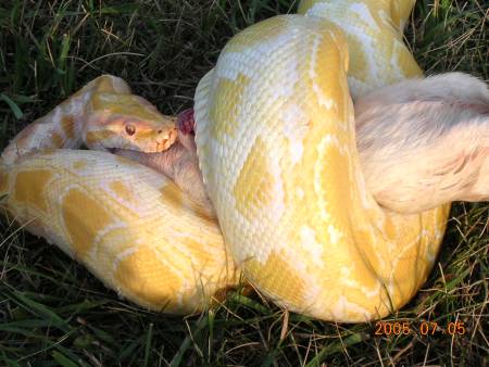 Willy eating