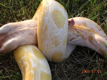 Willy eating 2