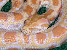 Willy (Wilma) Albino Burm