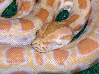 Willy (Wilma) Albino Burm