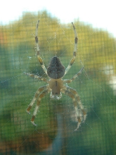 Help ID This Spider