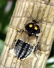 Hormetica subcincta aka Glow Spot Roach