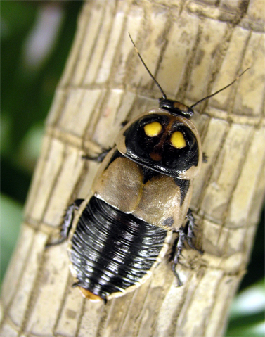 Hormetica subcincta aka Glow Spot Roach