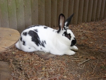 GLITTER AN ENGLISH SPOT RABBIT