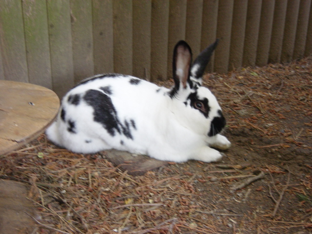 GLITTER AN ENGLISH SPOT RABBIT