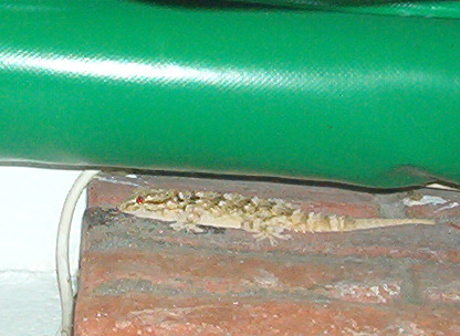 was bin ich fûr ein gekko?