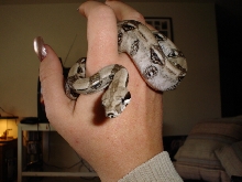 Baby Marius