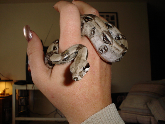 Baby Marius