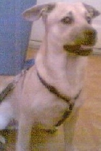 Dingo