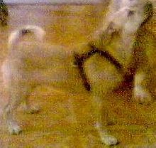Dingo