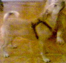 Dingo