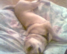 Dingo Rolling