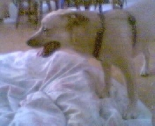 Dingo