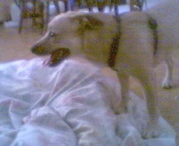 Dingo