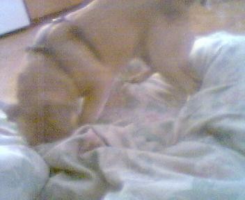 Dingo