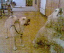 Dingo and Tuffins