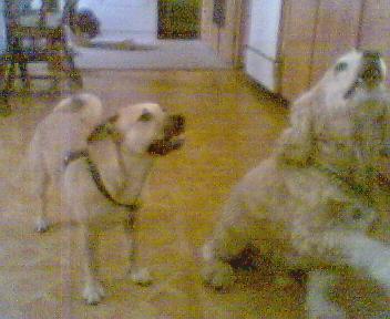 Dingo and Tuffins