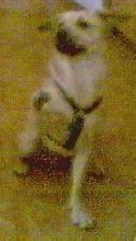 Dingo Waving