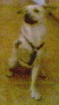 Dingo Waving