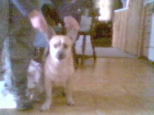 Dingo