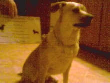 Dingo Graduated