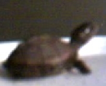 Terrapene Carolina Triunguis
