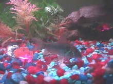 Blind Corydora