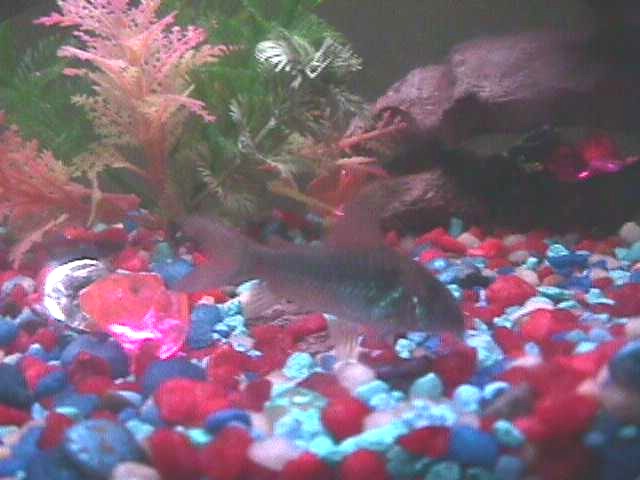 Blind Corydora