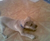 Dingo