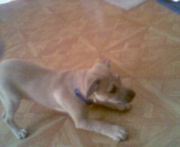 Dingo