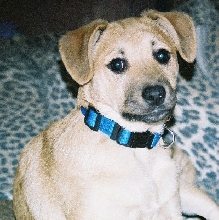 Dingo