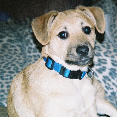 Dingo