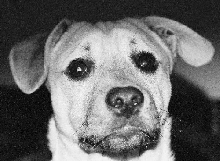 Dingo