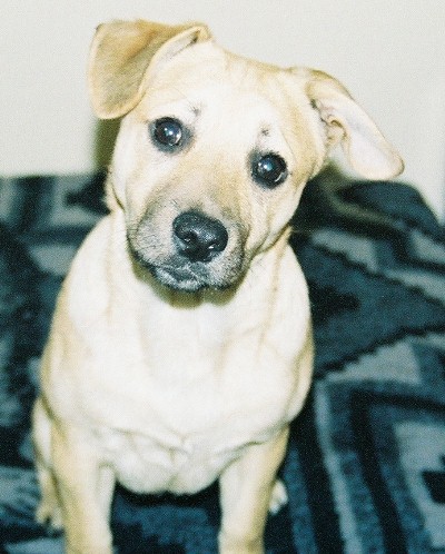 Dingo