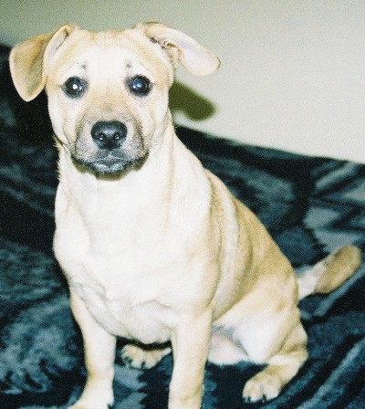 Dingo