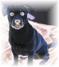 Dingo