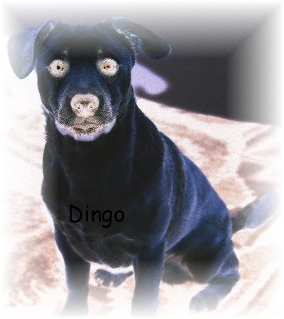 Dingo