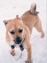 Dingo
