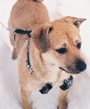 Dingo