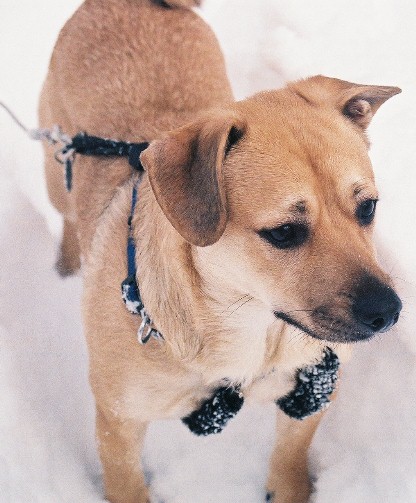 Dingo