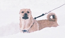 Dingo