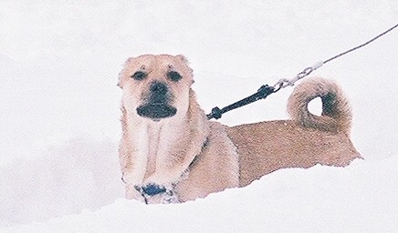 Dingo