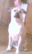 Dingo