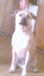 Dingo