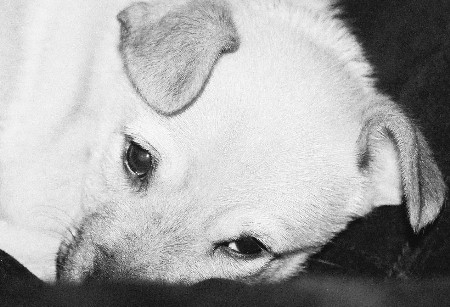 Dingo
