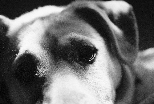 Dingo