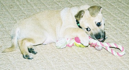 Dingo