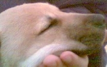 Dog Tired
