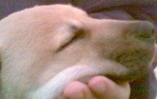 Dog Tired
